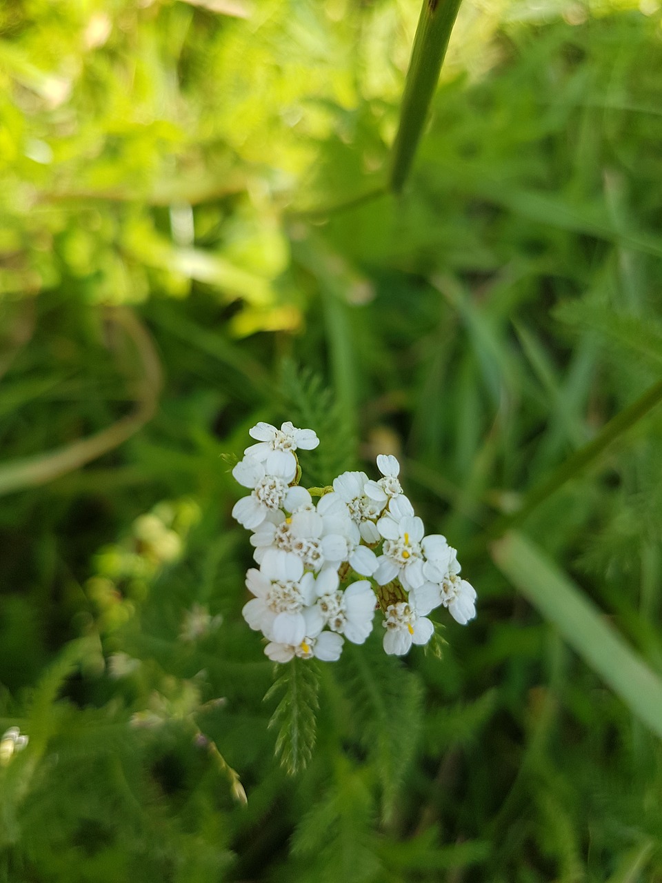 summer  nature  meadow free photo