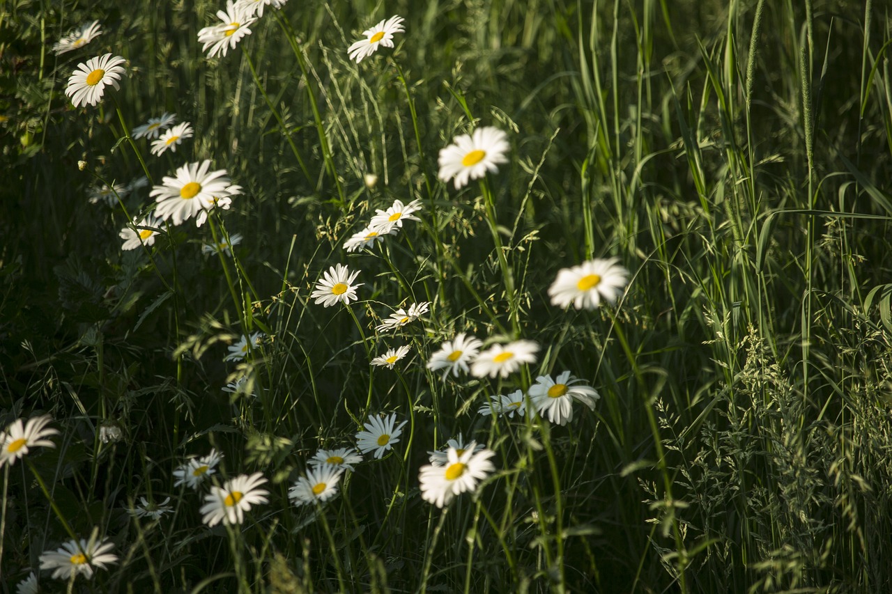 summer  daisies  flowers free photo