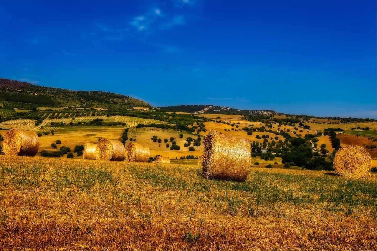 summer  field  straw free photo