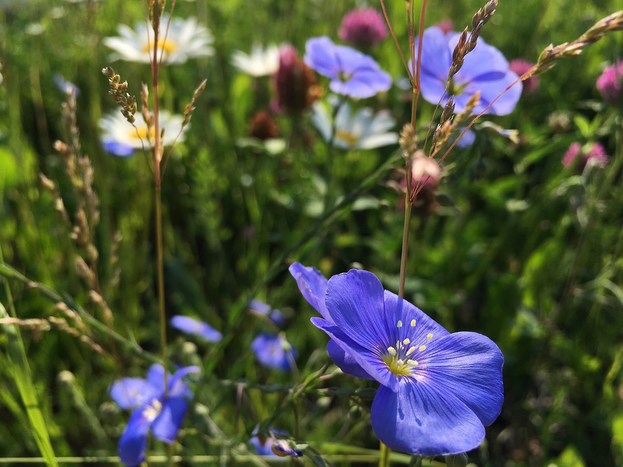 summer  flowers  blue flower free photo