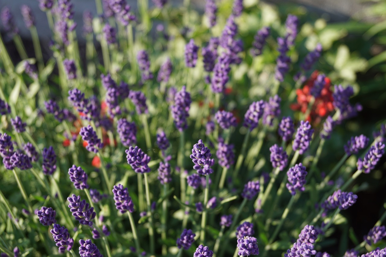 summer  lavender  mix free photo