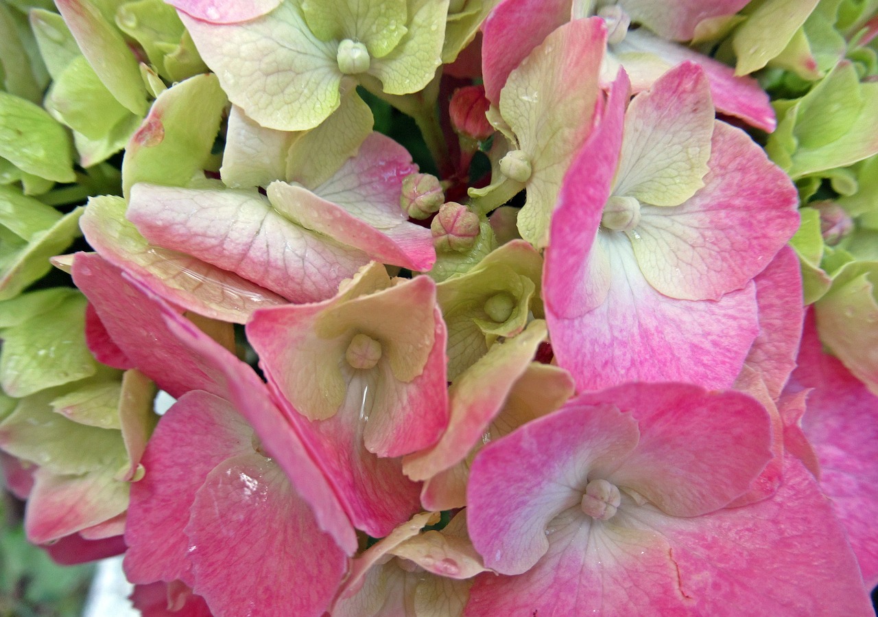 summer  rain  hydrangea free photo