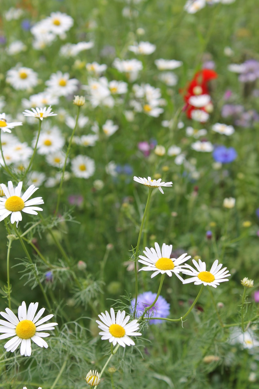 summer  meadow  marguerite free photo