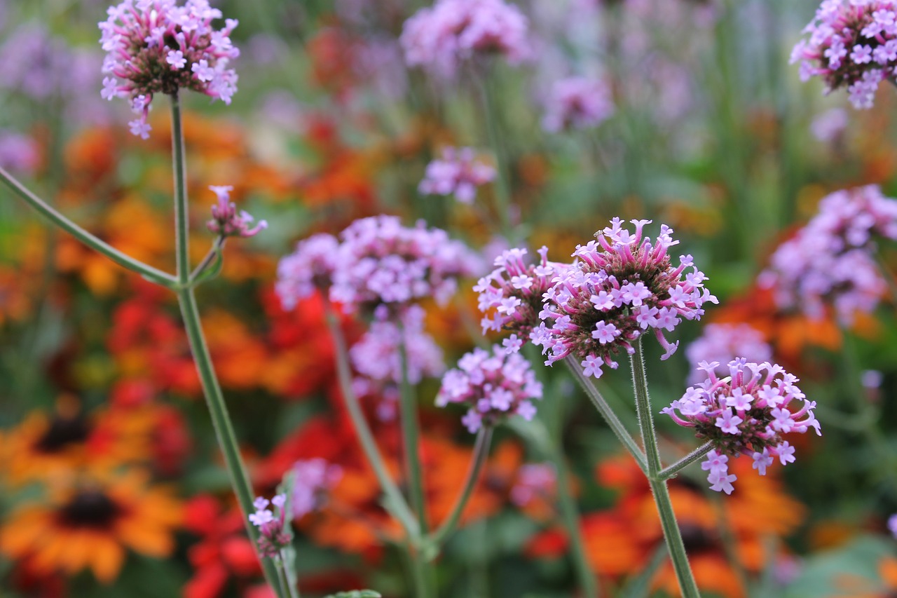 summer  meadow  plant free photo