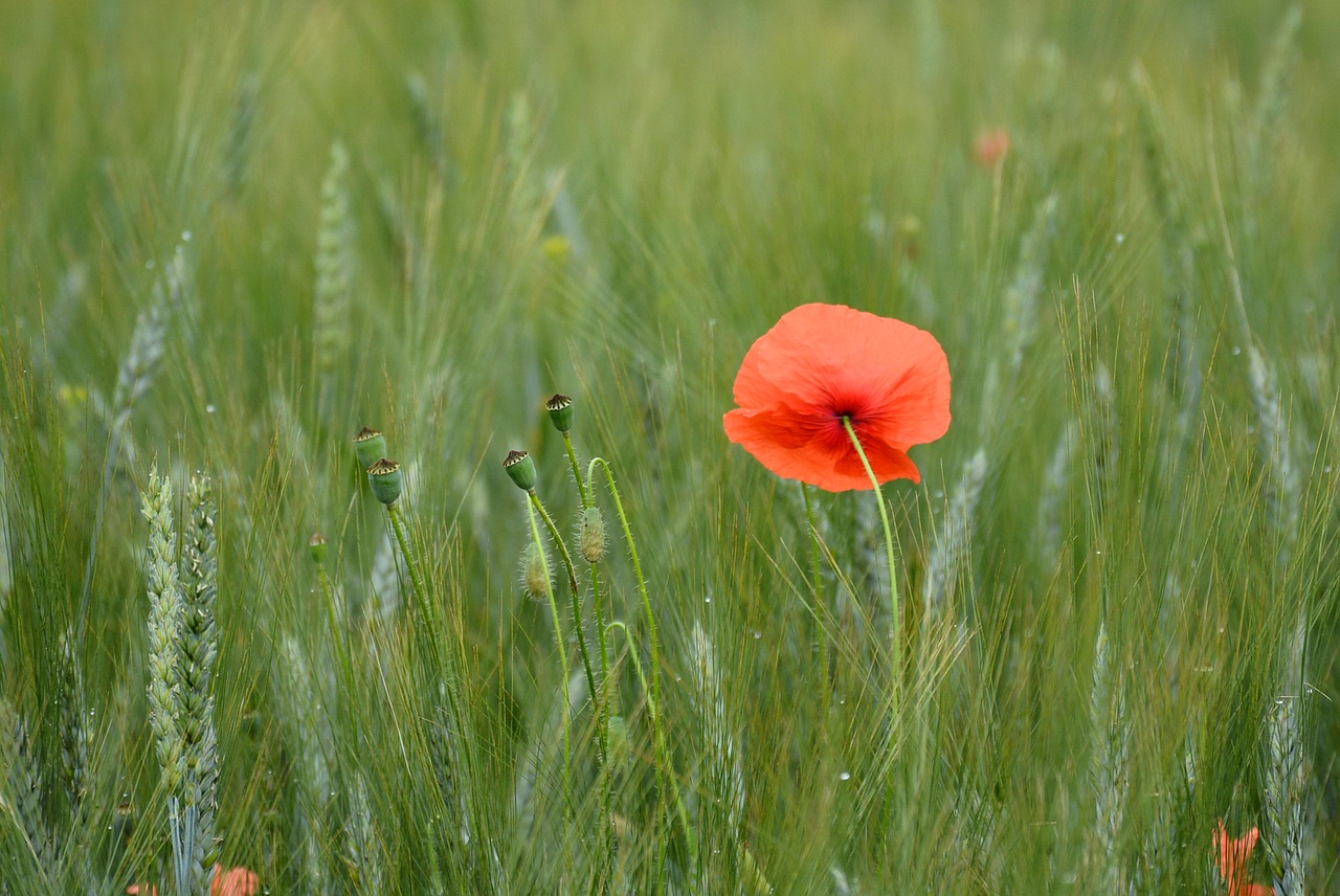 summer  field  agriculture free photo