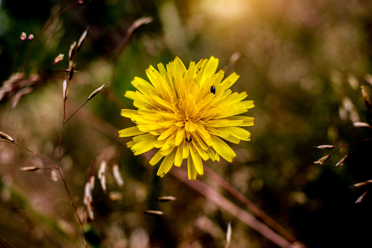 summer  flower  field free photo