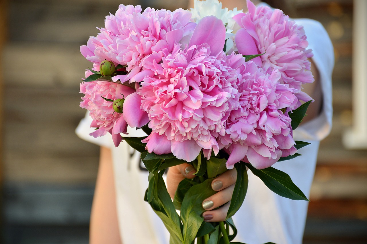 summer  peonies  pink free photo