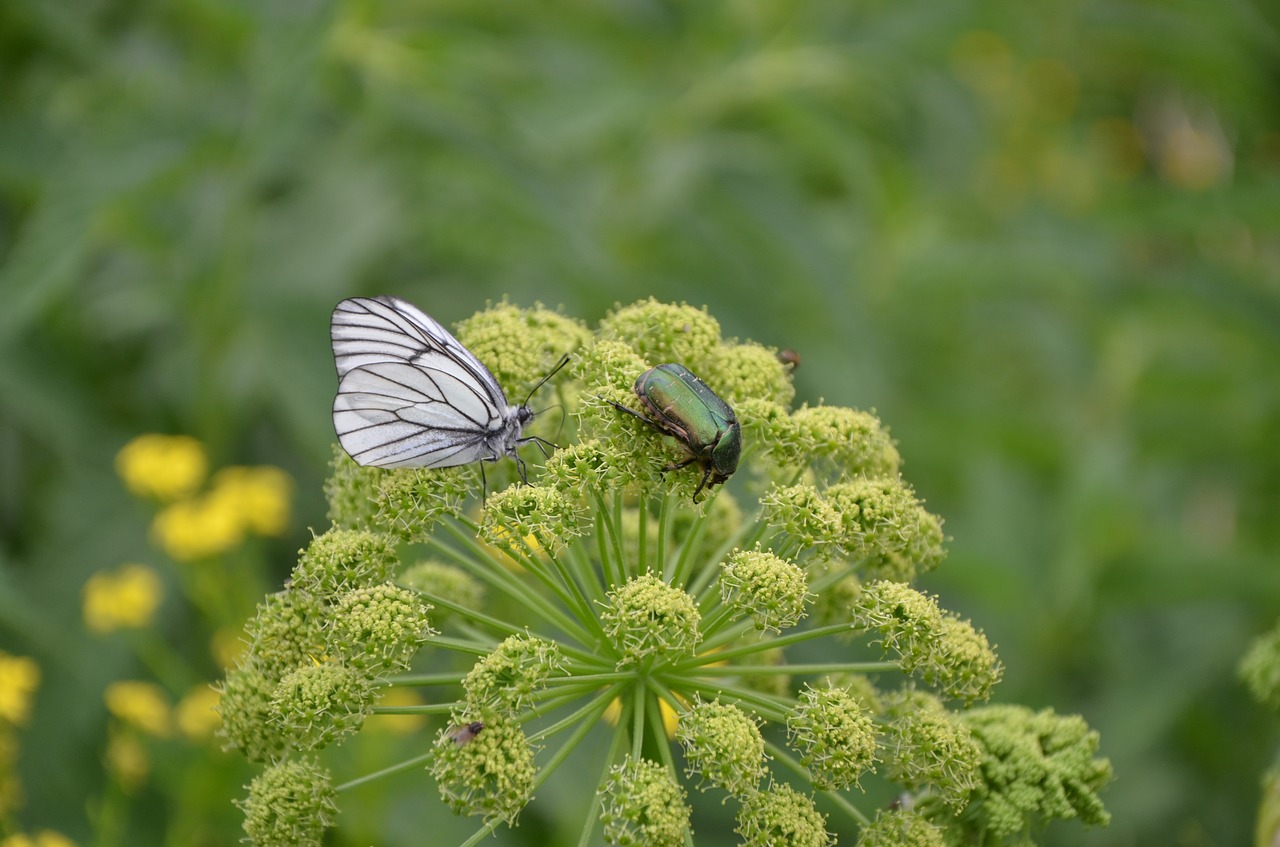 summer  butterfly  beetle free photo