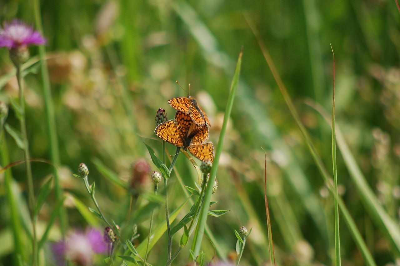 summer  butterflies  freedom free photo