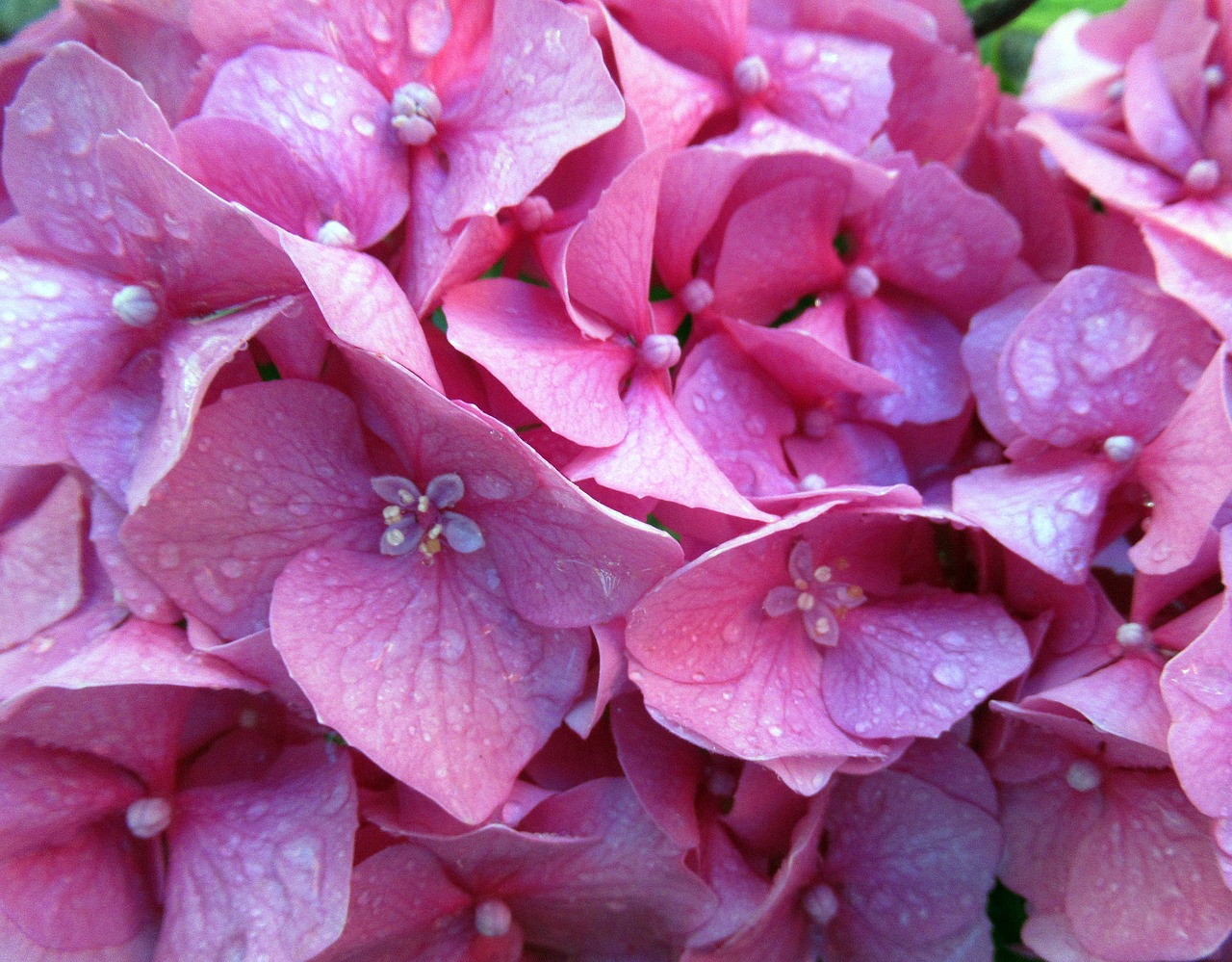 summer  flower  hydrangea free photo