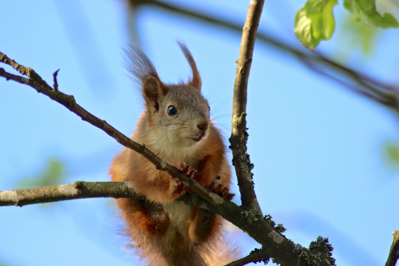 summer tree animal free photo