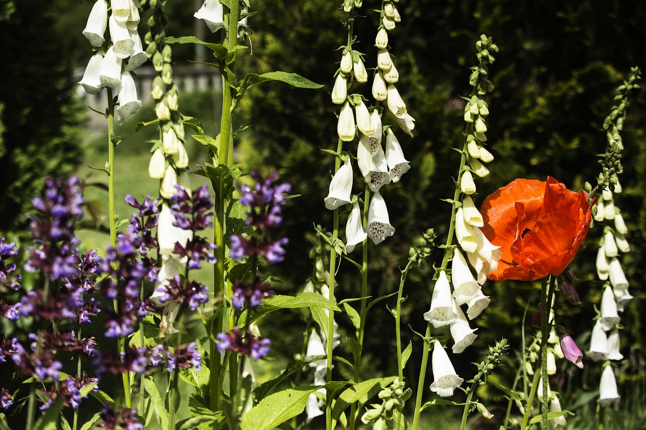 summer  poppies  flowers free photo