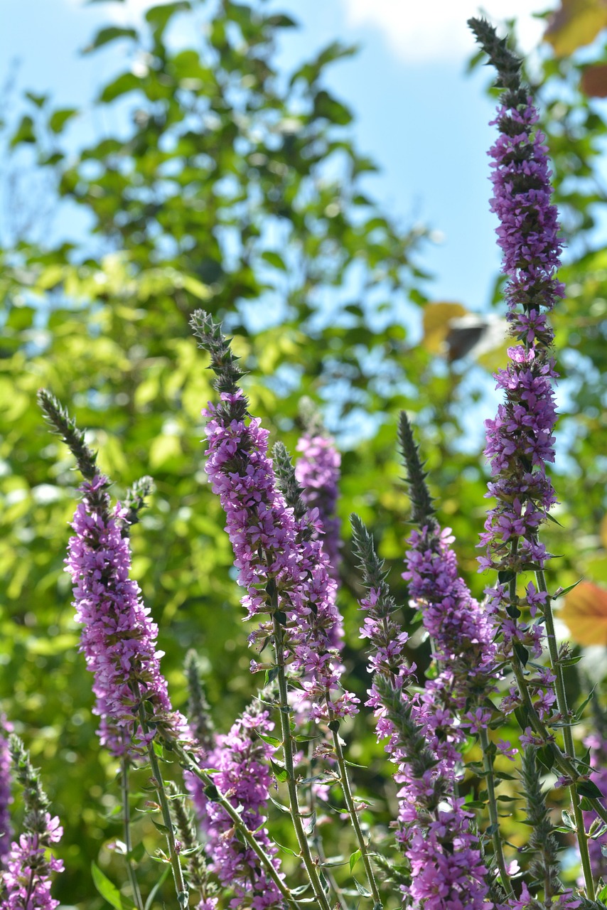 summer  water plant  background free photo