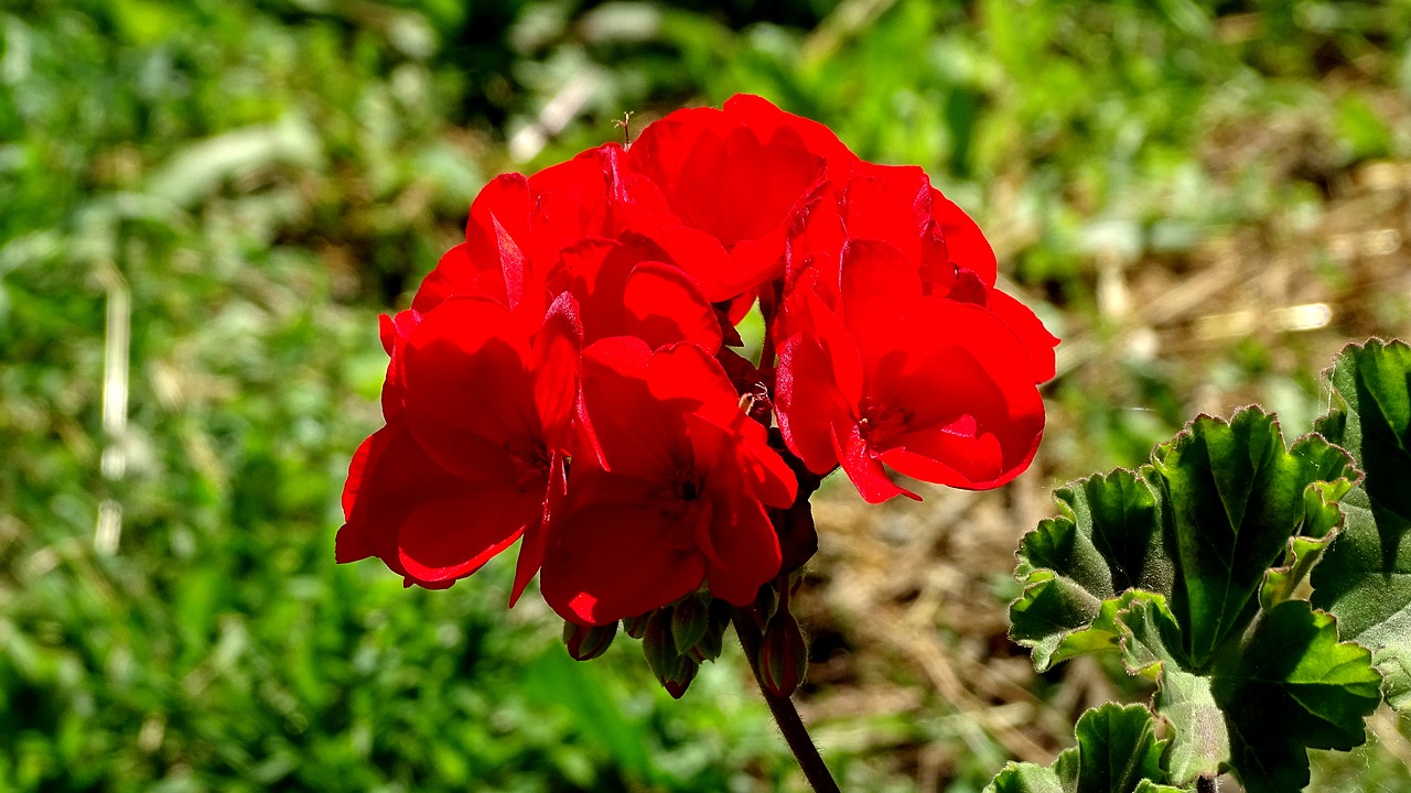 Summer bloom. Геум Mrs. Bradshaw. Анемоны и маки. Маки и анемоны разница.