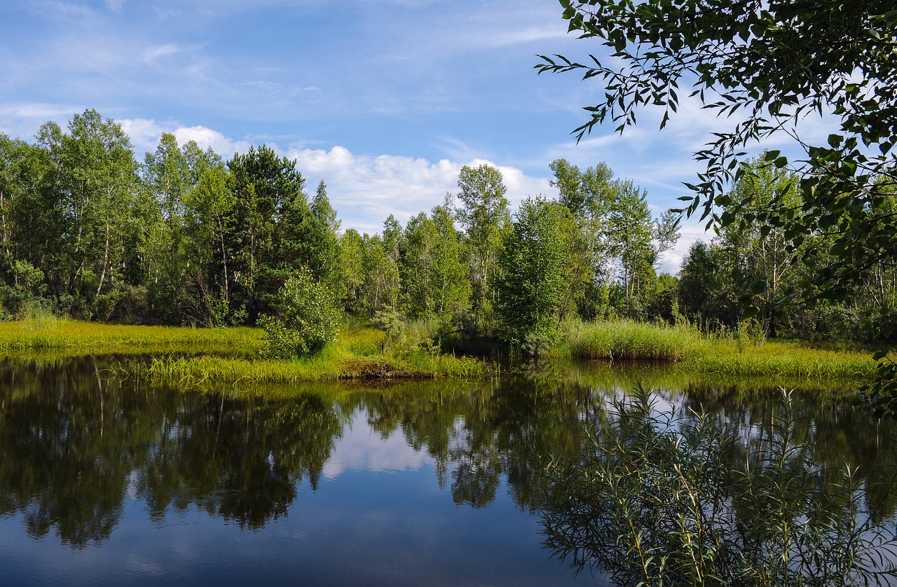 summer  background  trees free photo