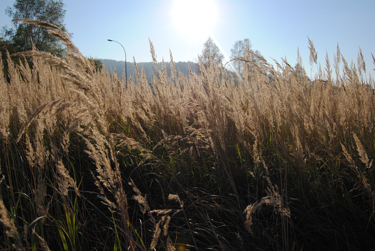 summer  grass  meadow free photo