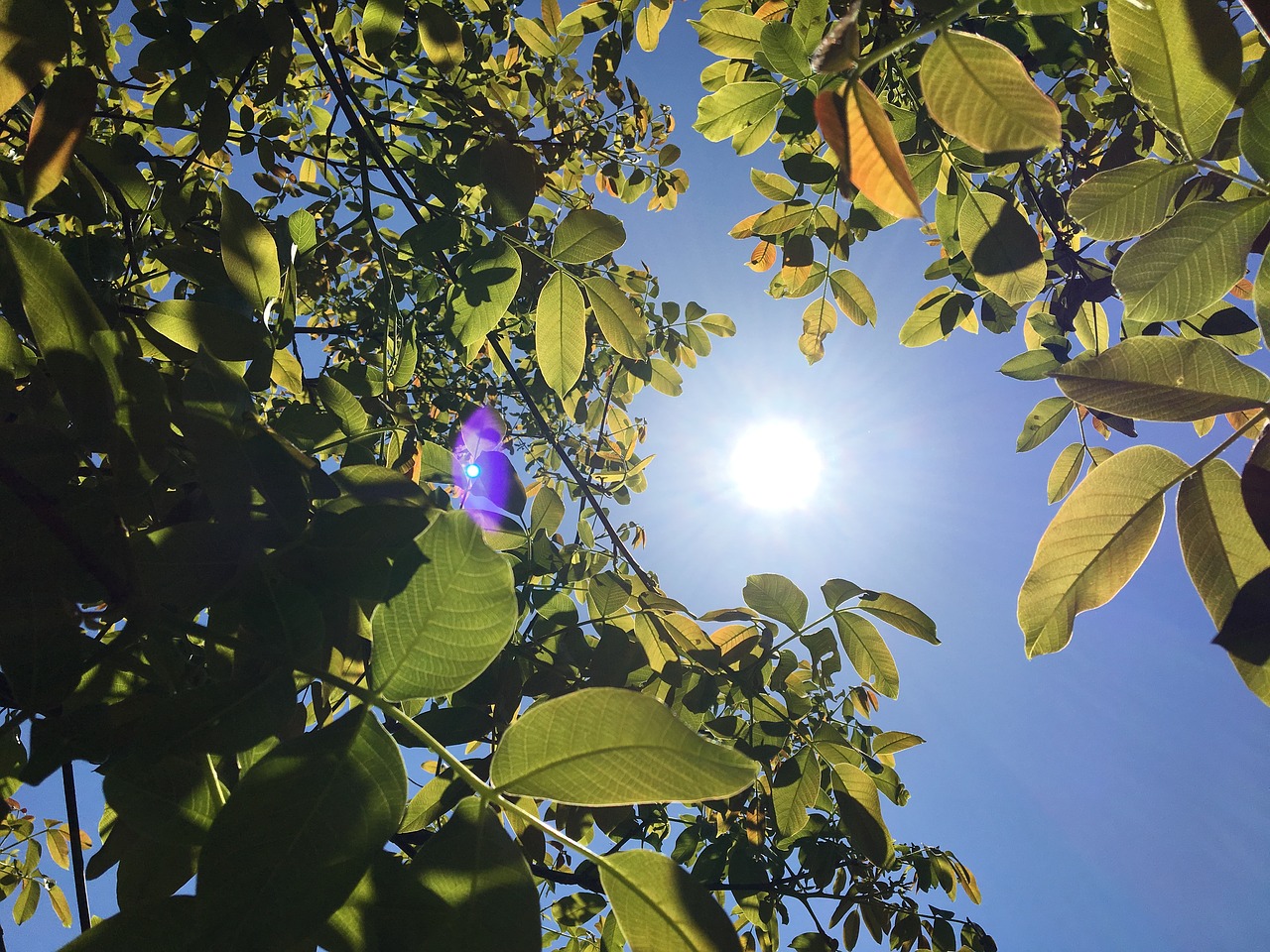 summer  sun  cherry tree free photo