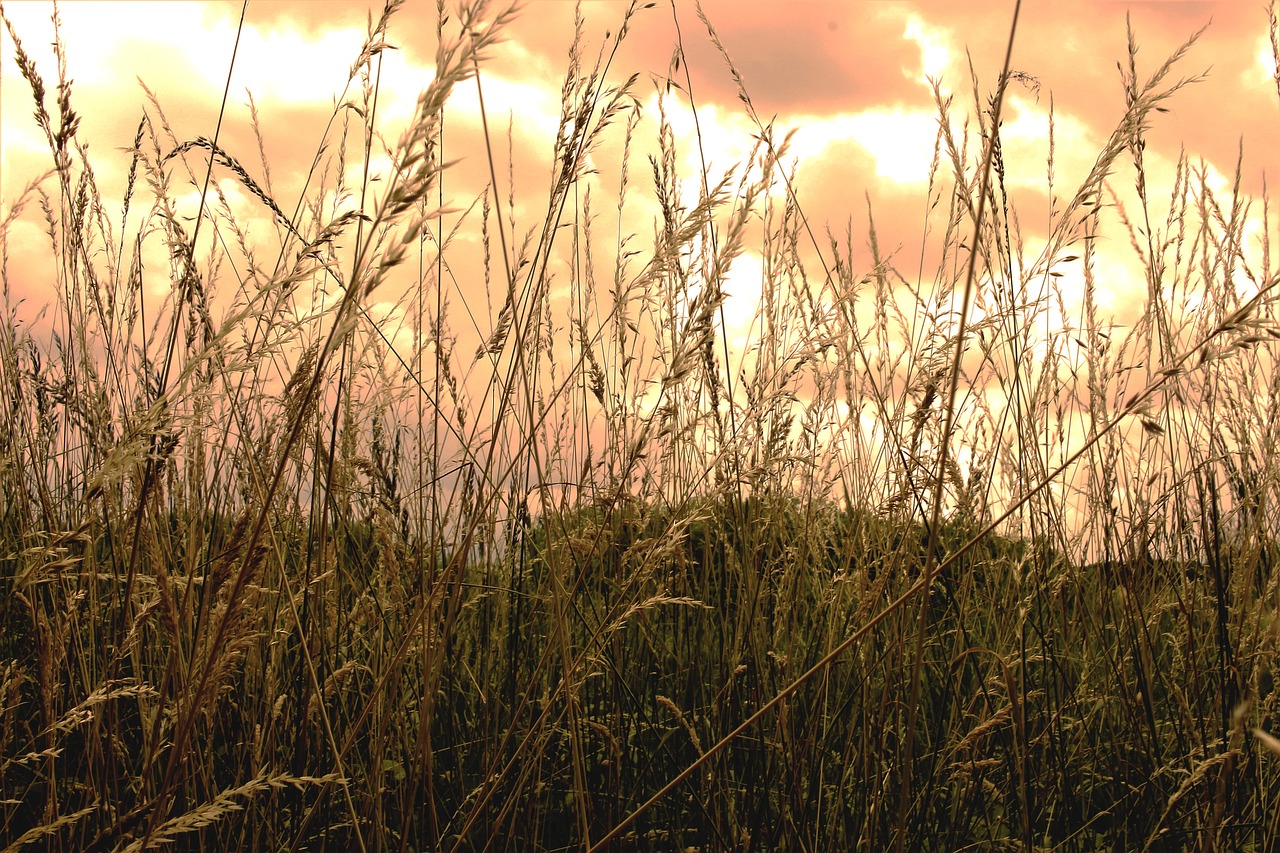 summer  wheat  field free photo