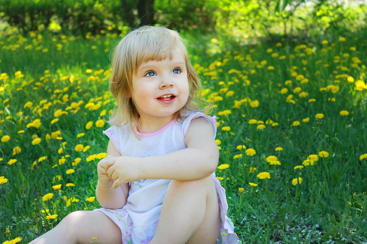 summer  dandelion  flower free photo