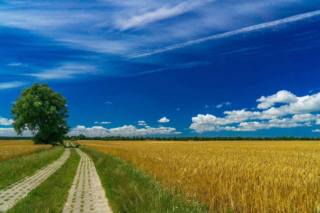 summer  field  barley free photo