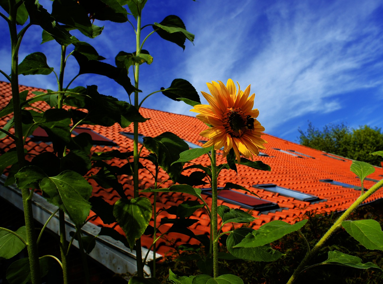 summer  sunflower  fehnhaus free photo