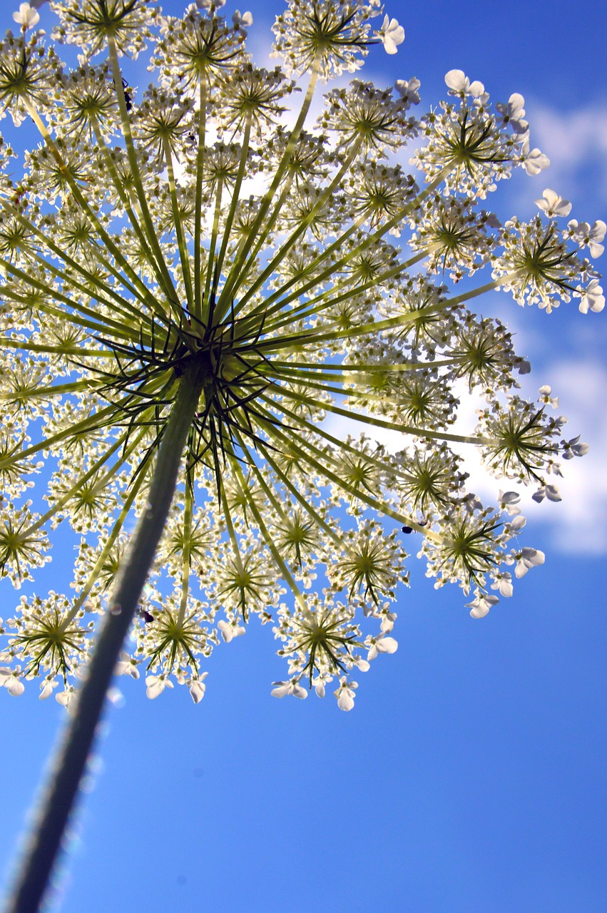 summer  flower  white flower free photo