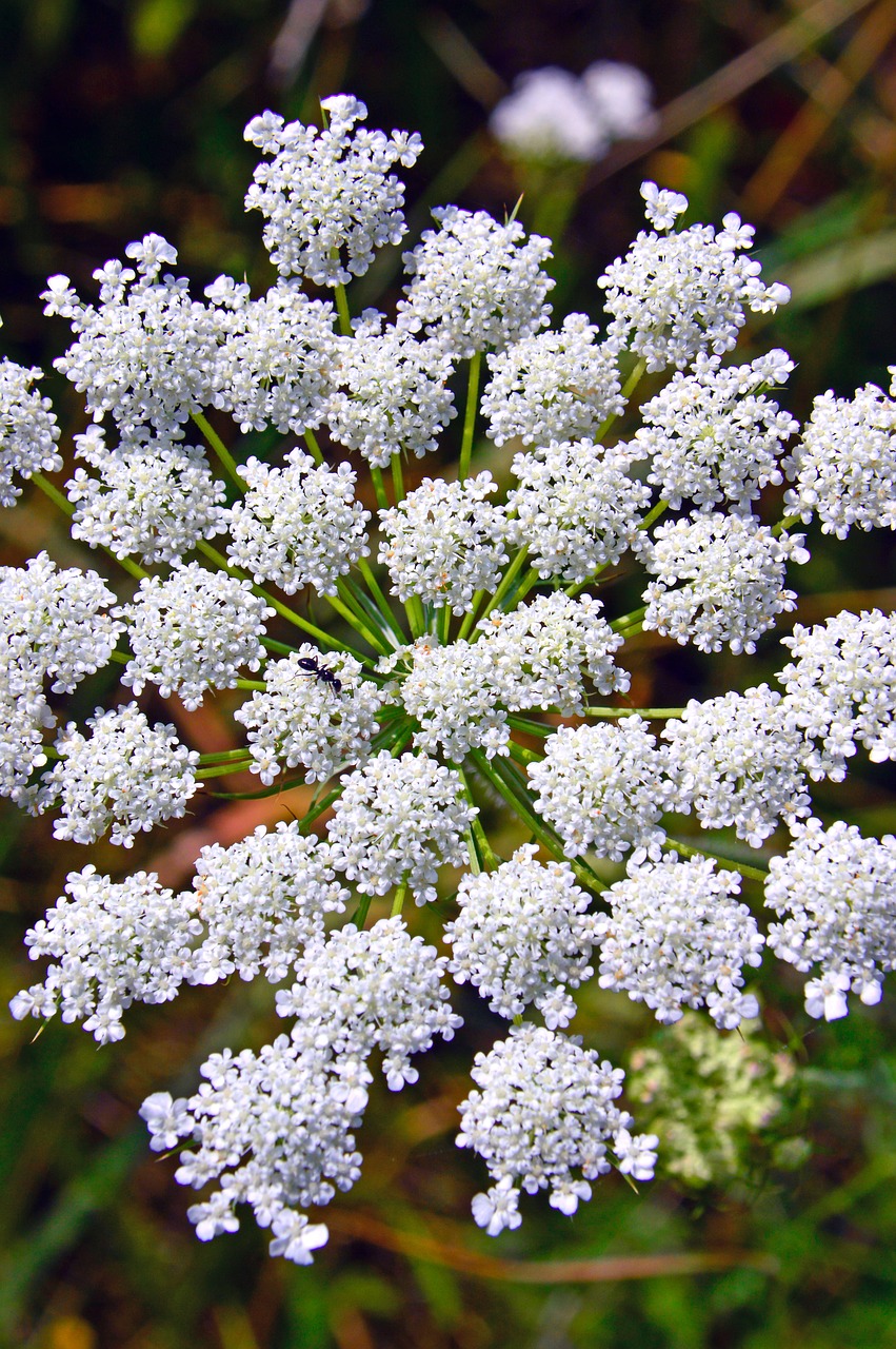 summer  flower  white flower free photo