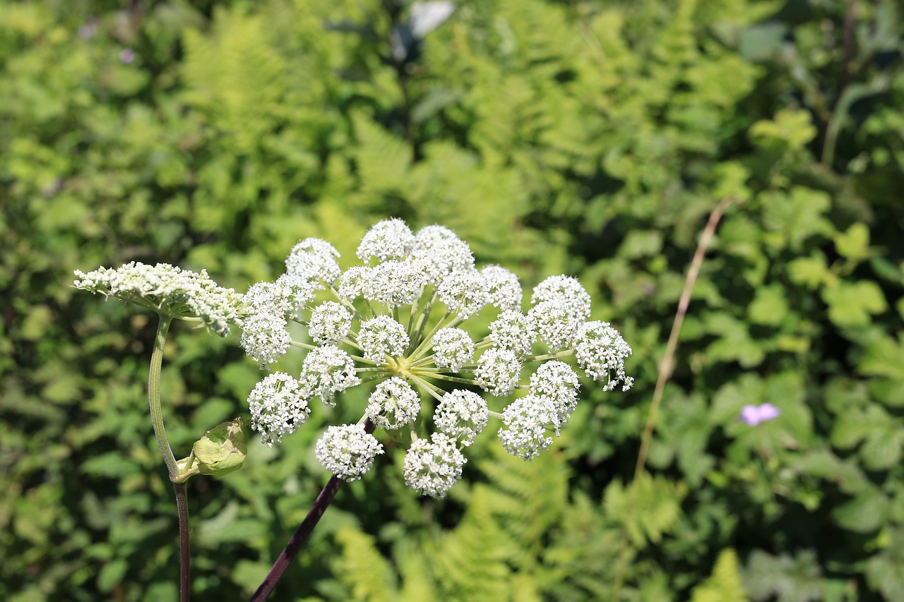 summer  white color flower  the nature of the free photo