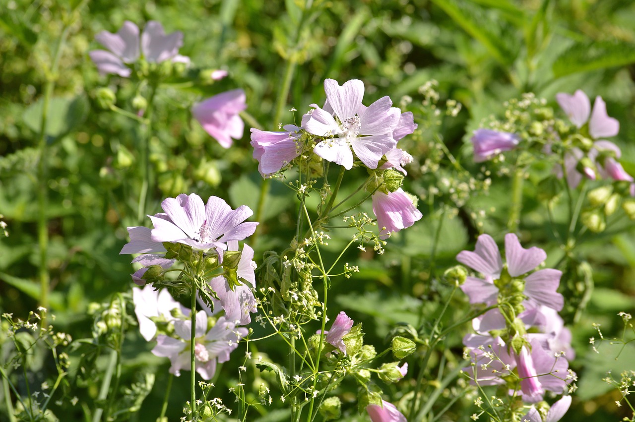 summer  flowers  nature free photo