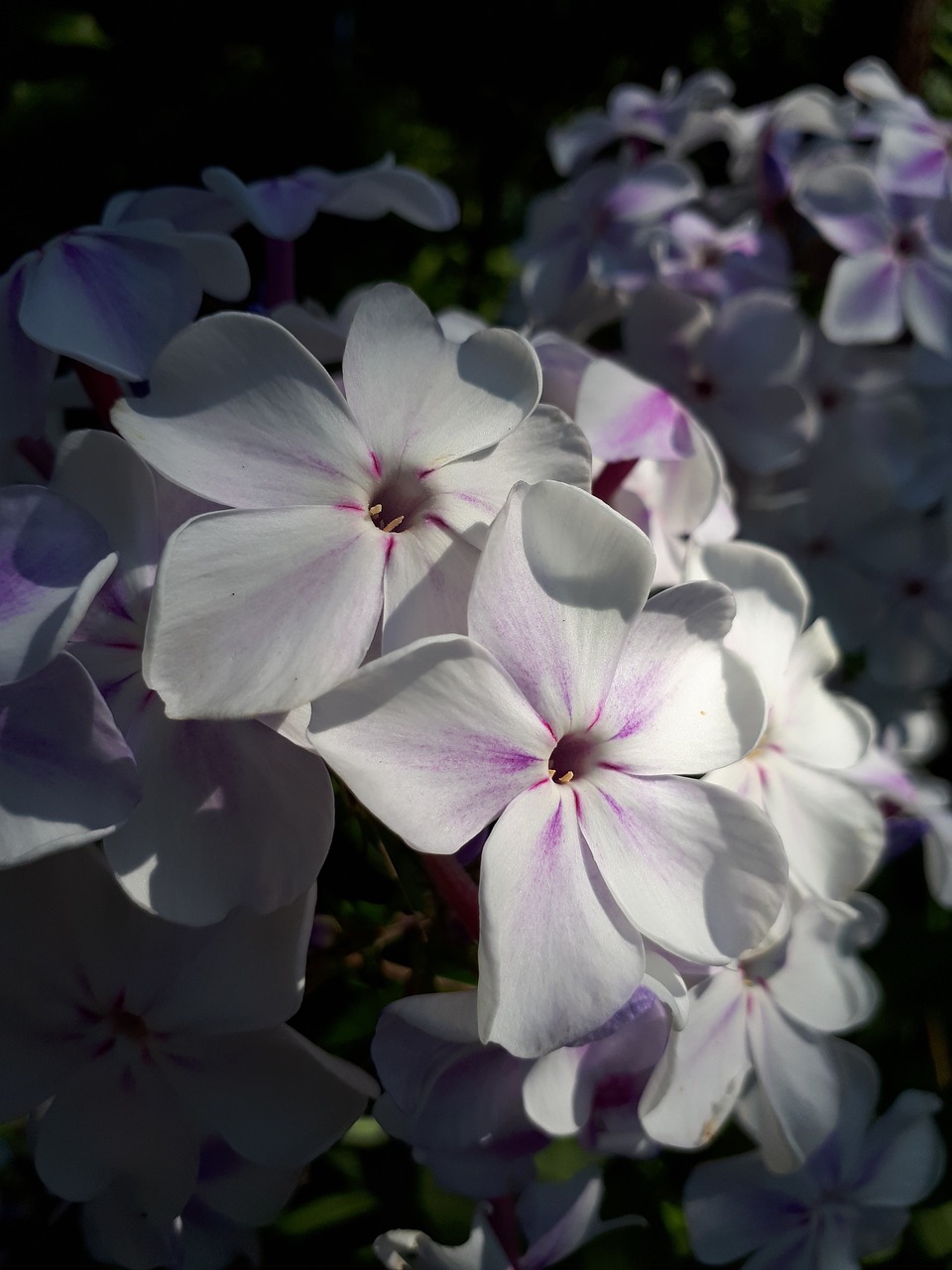 summer  phlox  flowers free photo