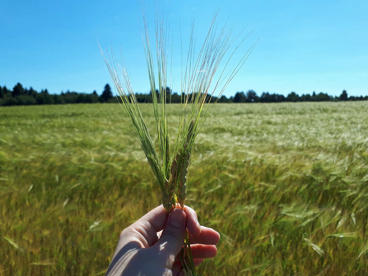 summer  nature  field free photo