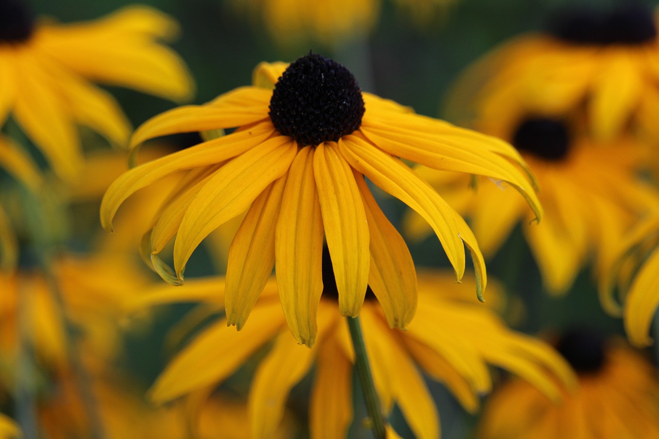 summer  susanne  flowers yellow free photo