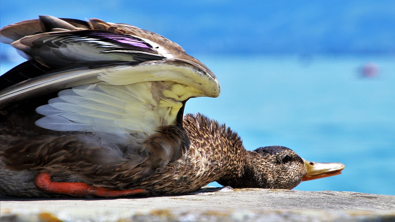 summer  rest  duck free photo