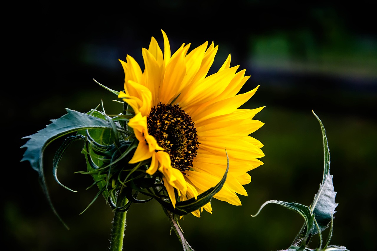 summer  flower  yellow free photo