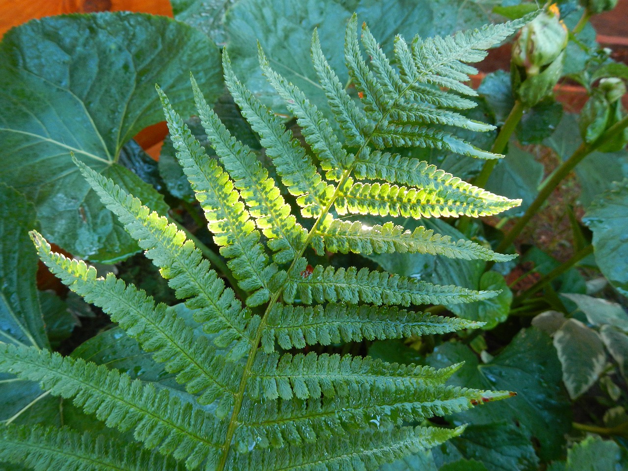 summer  fern  greens free photo