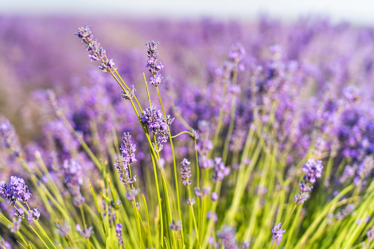 summer  purple  lavender free photo