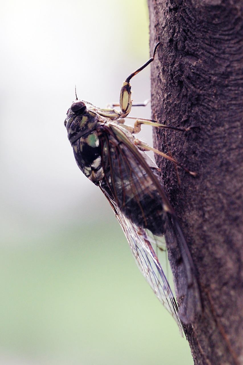 summer cicada insects free photo