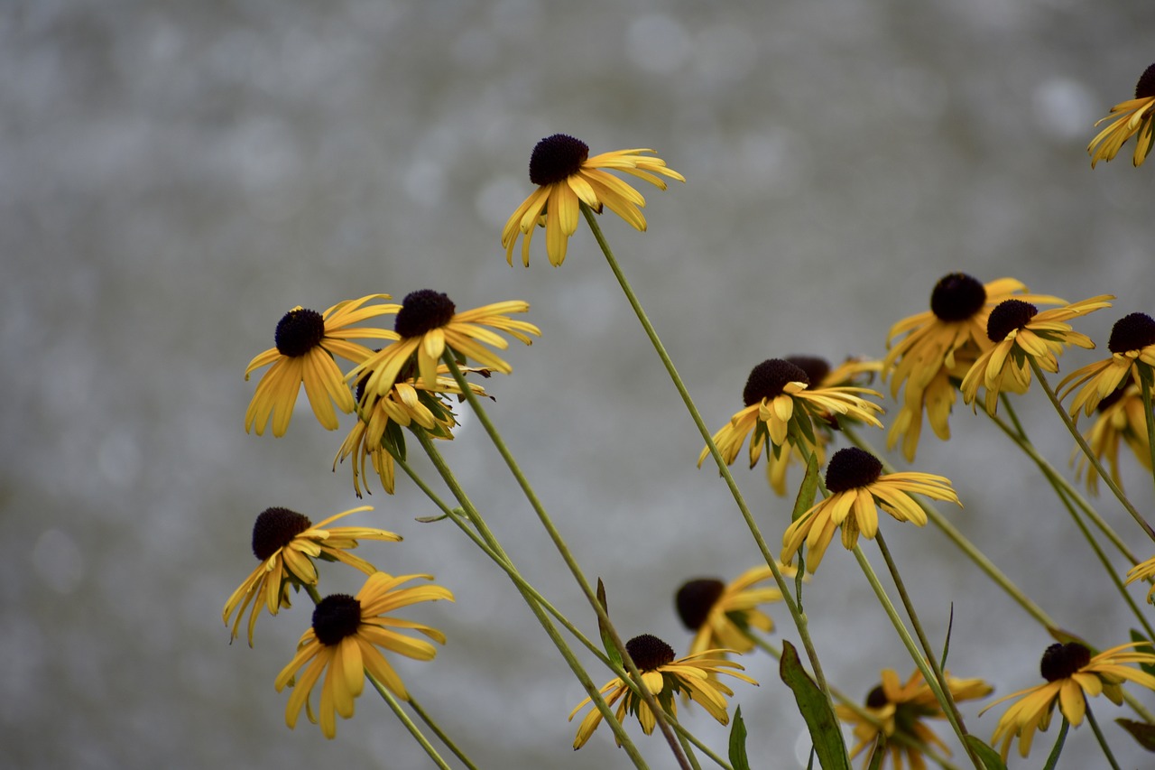 summer  flowers  yellow free photo