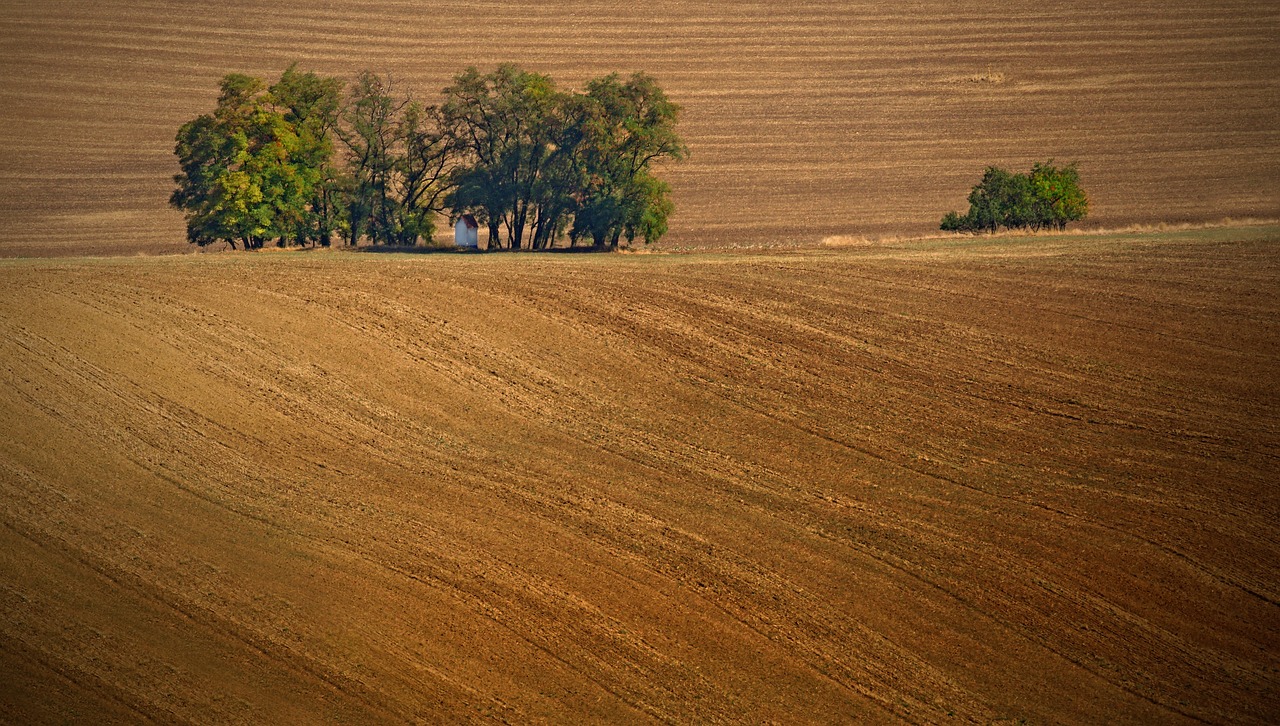 summer  trees  landscape free photo