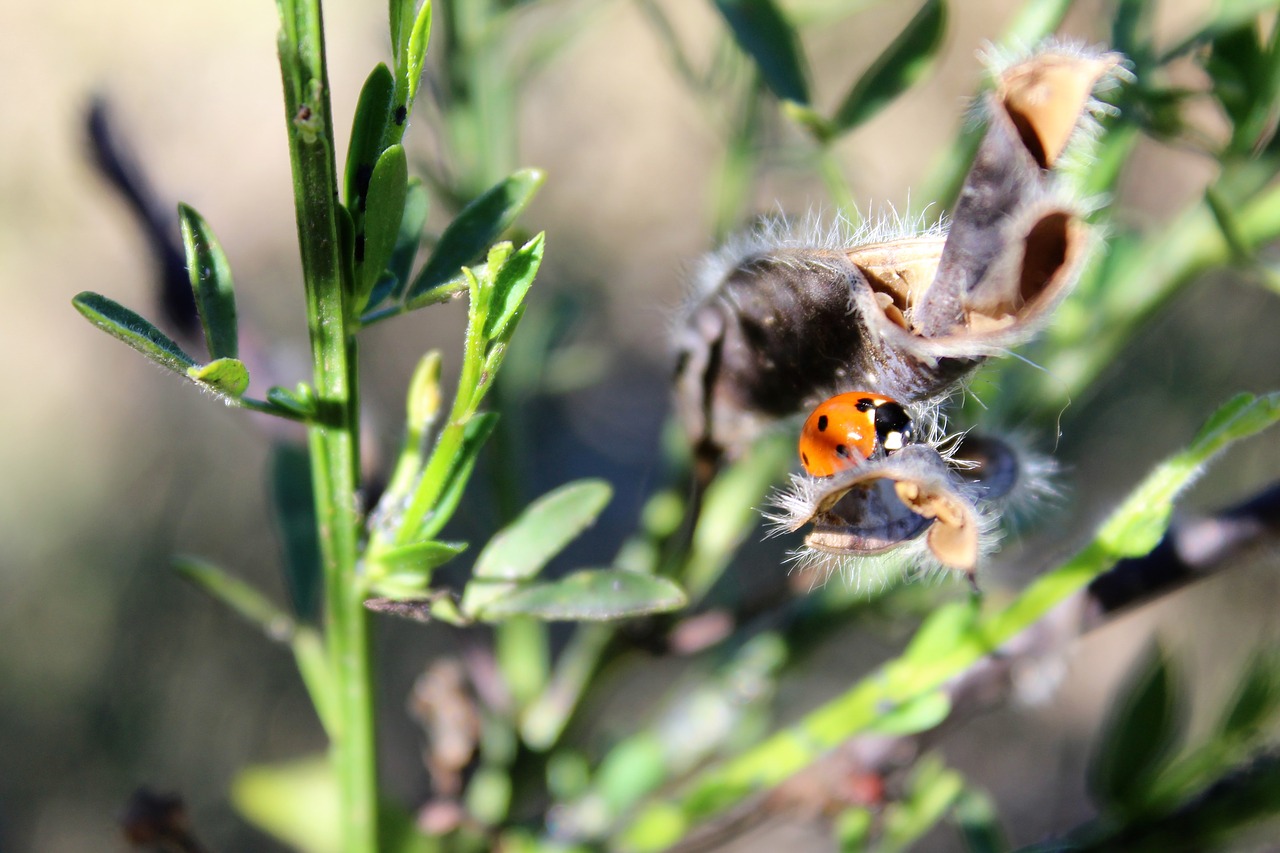 summer  lady bug  insect free photo