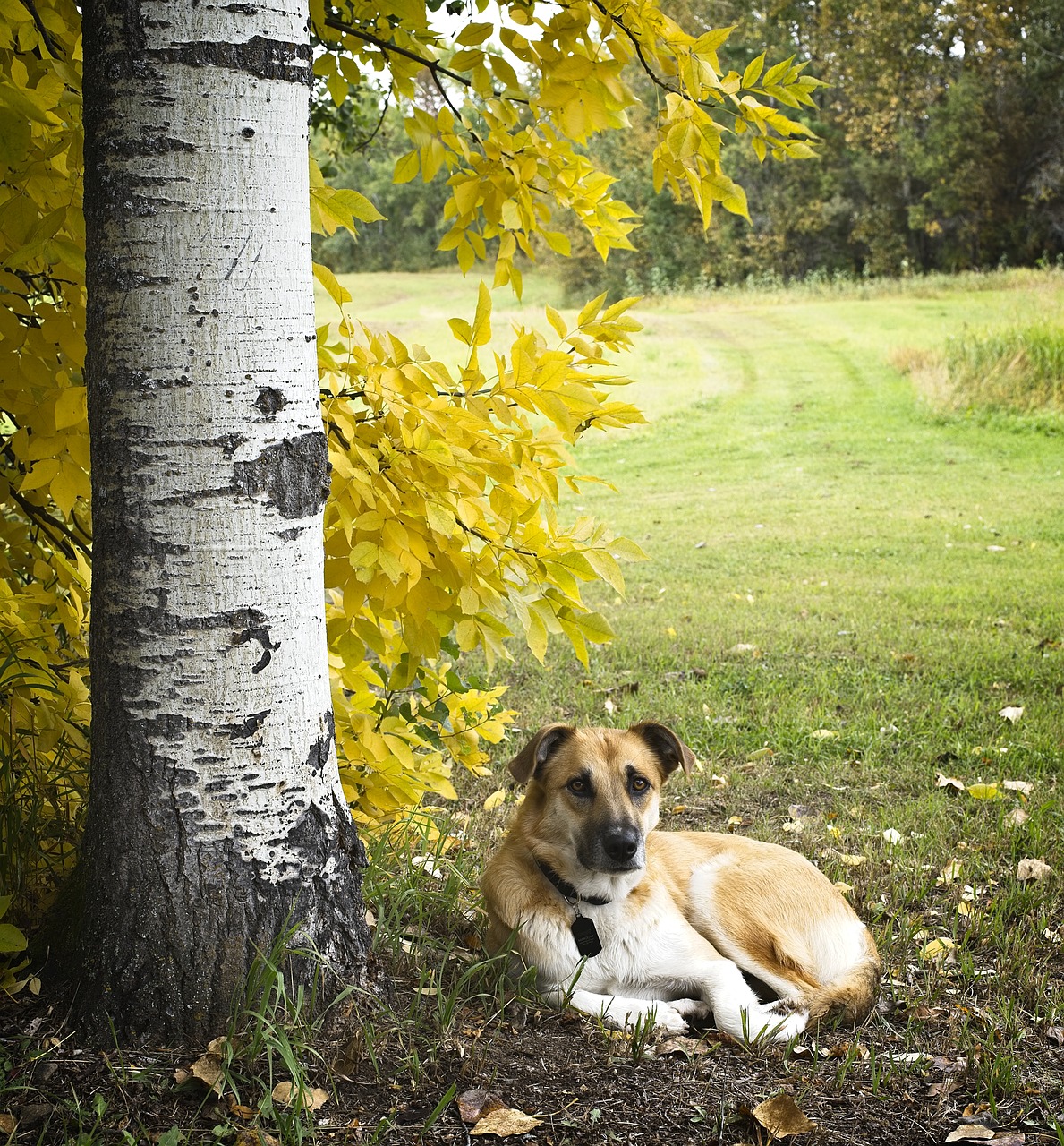 summer  dog  meadow free photo