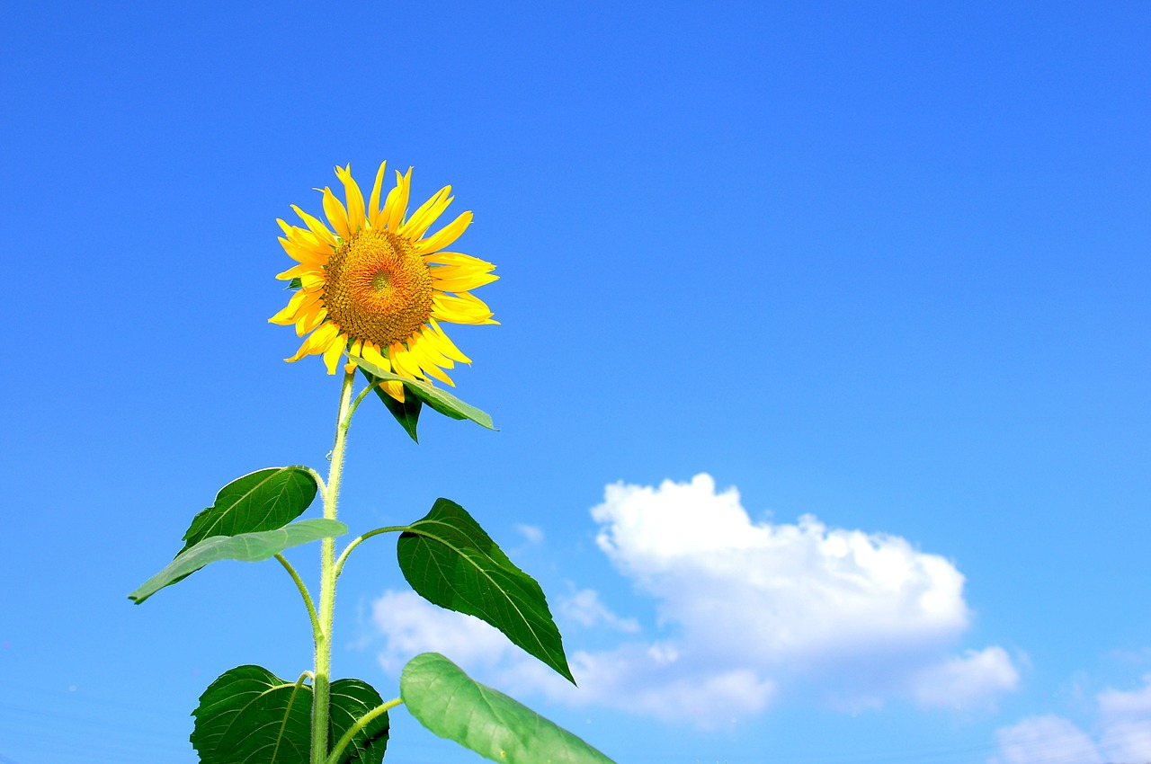 summer sunflower flowers free photo