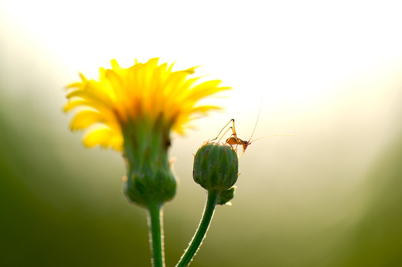 summer flowers insects free photo