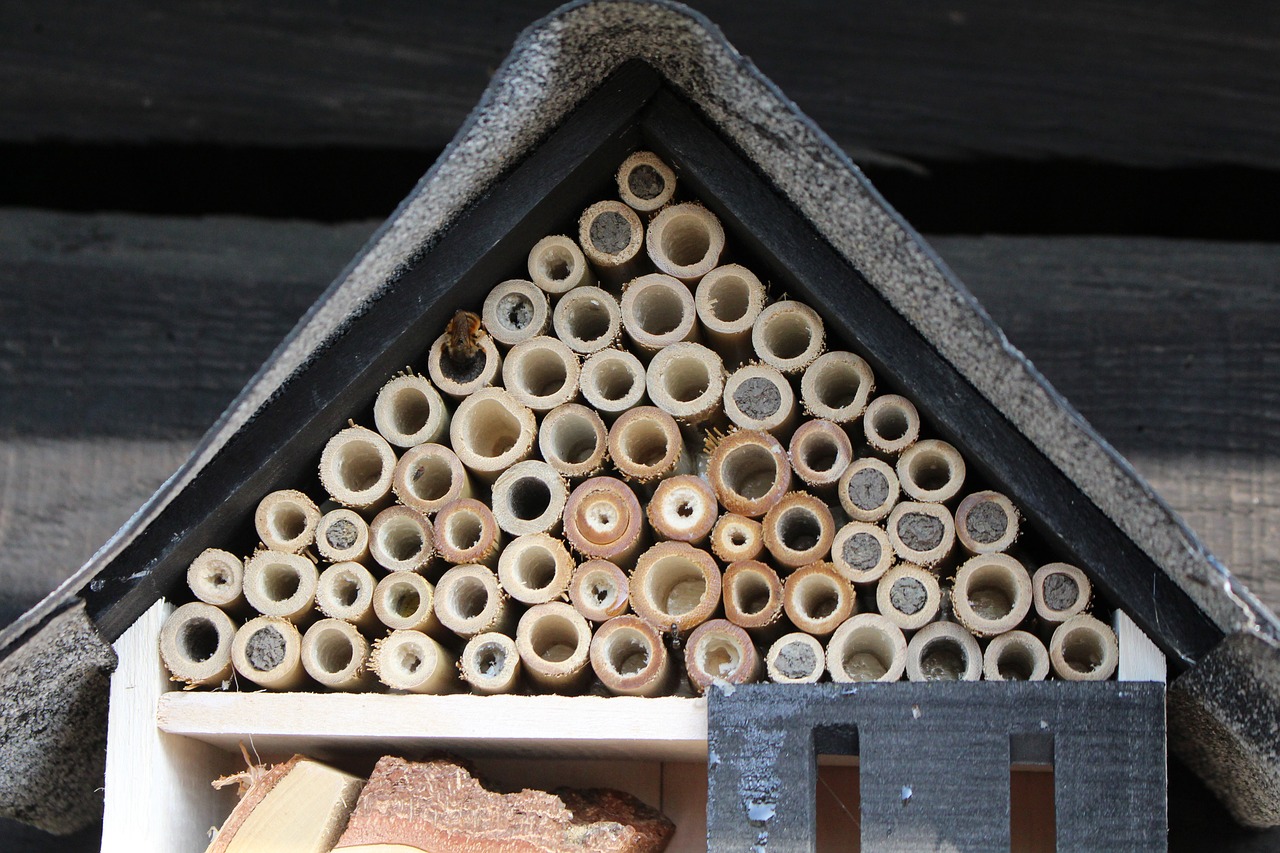 summer  bee hotel  insect hotel free photo