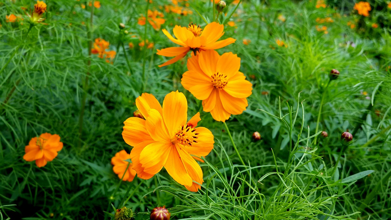 summer  yellow  flower free photo