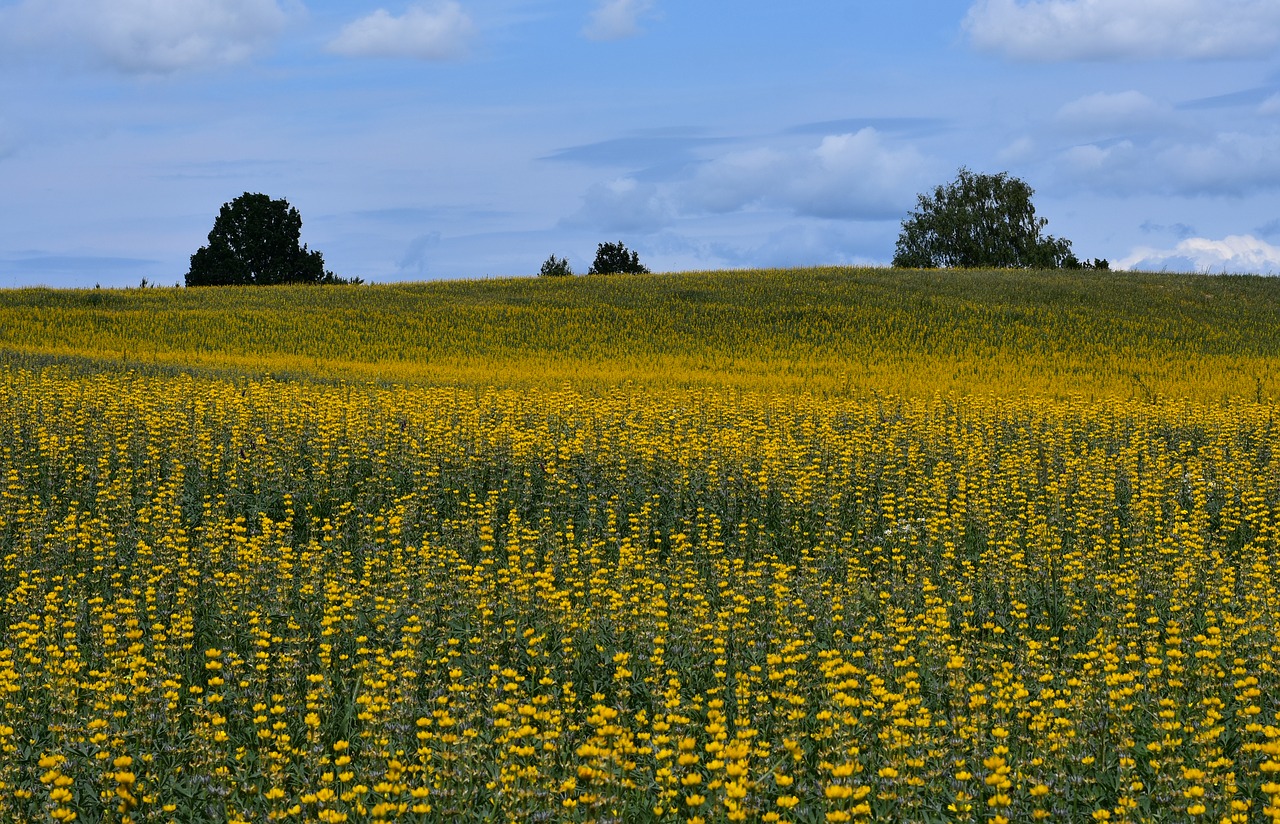 summer  kaszuby  field free photo