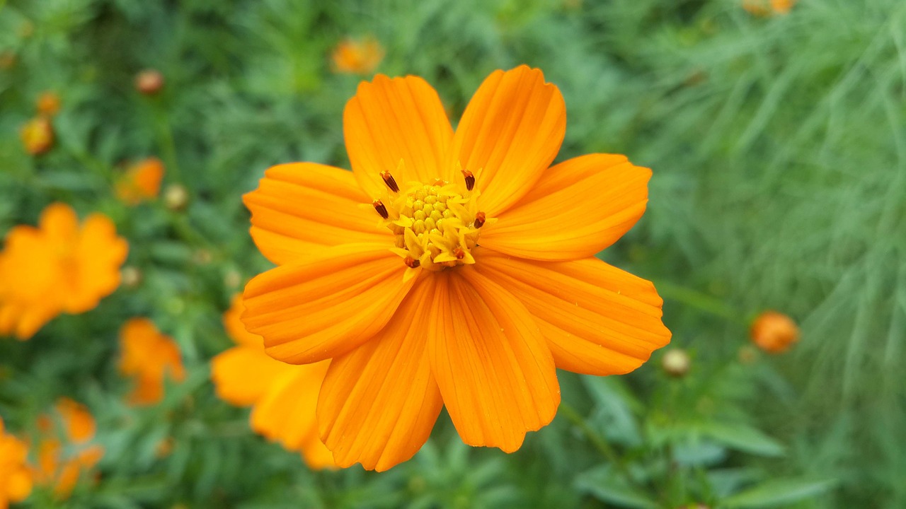 summer  flower  yellow free photo