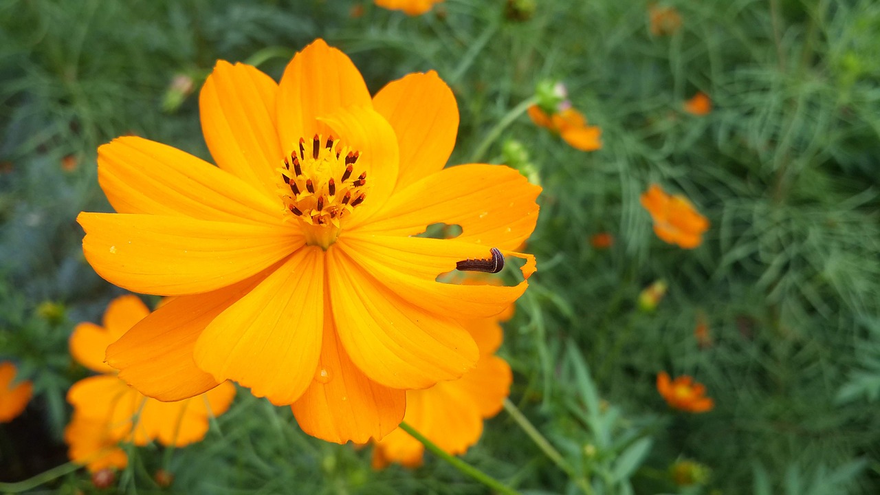 summer  flower  yellow free photo