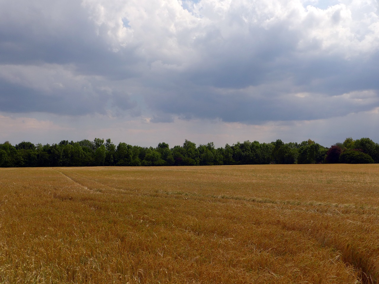 summer field cereals free photo