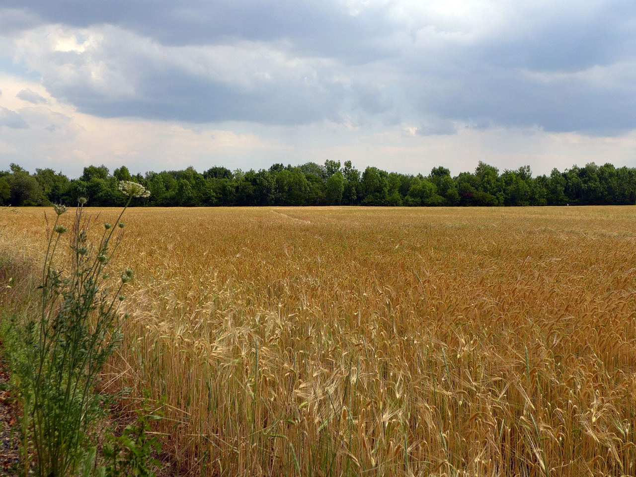 summer field cereals free photo